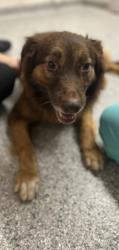 Shelter Stray Female Dog last seen Near Oakwood Lane, City of Knoxville ASO, TN, 3201 Division St, Knoxville, TN 37919, USA