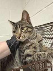 Shelter Stray Female Cat last seen Near N. Broadway St, Knox County GP, TN, 3201 Division St, Knoxville, TN 37919, USA