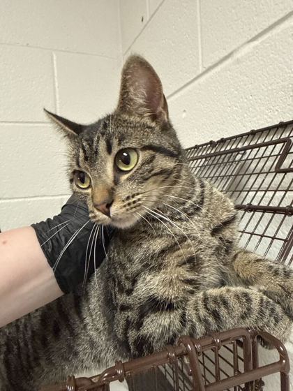 Shelter Stray Female Cat last seen Near N. Broadway St, Knox County GP, TN, 3201 Division St, Knoxville, TN 37919, USA