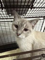 Shelter Stray Female Cat last seen Near Clearbrook Dr., Knox County GP, TN, 3201 Division St, Knoxville, TN 37919, USA
