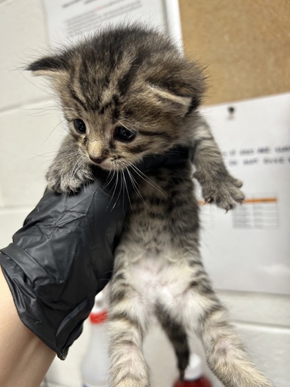 Shelter Stray Female Cat last seen Near Amherst Rd, City of Knoxville ASO, TN, 3201 Division St, Knoxville, TN 37919, USA