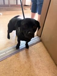 Shelter Stray Male Dog last seen 1500's blk of Hampton and Wintergreen, Desoto, TX, 1150 E Pleasant Run Rd, Cedar Hill, TX 75104, USA