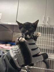 Shelter Stray Male Cat last seen Near s elm, Keller, TX, 330 Rufe Snow Dr, Keller, TX 76248, USA