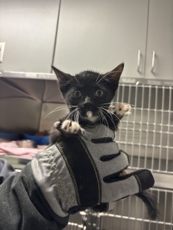 Shelter Stray Male Cat last seen Near s elm, Keller, TX, 330 Rufe Snow Dr, Keller, TX 76248, USA
