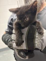 Shelter Stray Male Cat last seen Near s elm, Keller, TX, 330 Rufe Snow Dr, Keller, TX 76248, USA