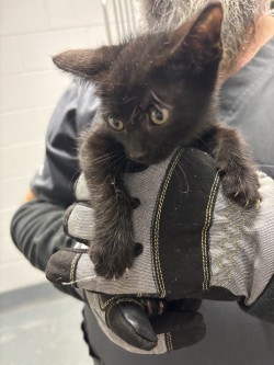 Shelter Stray Male Cat last seen Near s elm, Keller, TX, 330 Rufe Snow Dr, Keller, TX 76248, USA