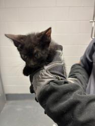 Shelter Stray Male Cat last seen Near s elm, Keller, TX, 330 Rufe Snow Dr, Keller, TX 76248, USA