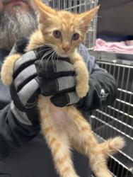 Shelter Stray Male Cat last seen Near s elm, Keller, TX, 330 Rufe Snow Dr, Keller, TX 76248, USA