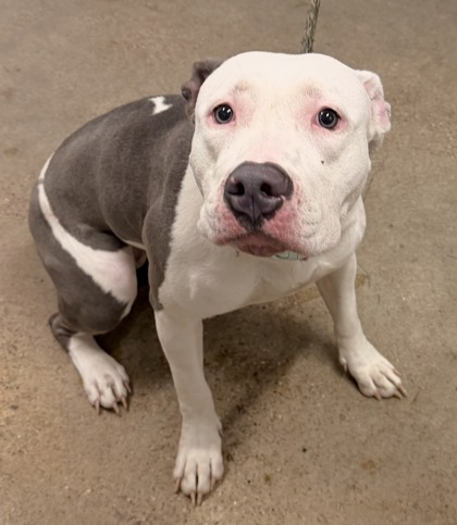 Shelter Stray Female Dog last seen Near E 112, 5th District, OH, 9203 Detroit Ave, Cleveland, OH 44102, USA