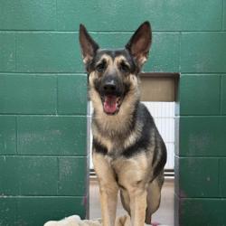 Shelter Stray Female Dog last seen Park on Milwaukee Street, Madison 6, City of, WI, 5132 Voges Rd, Madison, WI 53718, USA
