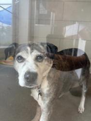 Shelter Stray Female Dog last seen Near W 50, 2nd District, OH, 9203 Detroit Ave, Cleveland, OH 44102, USA