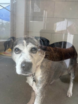 Shelter Stray Female Dog last seen Near W 50, 2nd District, OH, 9203 Detroit Ave, Cleveland, OH 44102, USA