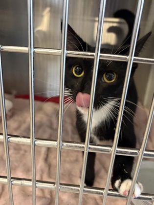 Shelter Stray Female Cat last seen Near W 50, 2nd District, OH, 9203 Detroit Ave, Cleveland, OH 44102, USA