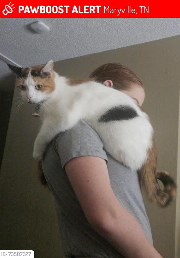 Lost Female Cat last seen Best St., Maryville, TN 37803