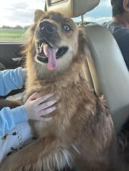 Reunited Female Dog last seen Near 17th Ave, Greeley, CO 80631