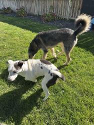 Reunited Male Dog last seen Inspiration park, Kennewick, WA 99337