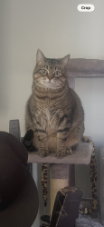 Lost Female Cat last seen Carleton mobile home park, Carleton, MI 48117