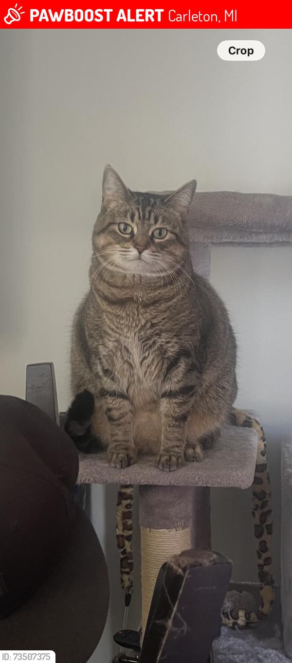 Lost Female Cat last seen Carleton mobile home park, Carleton, MI 48117
