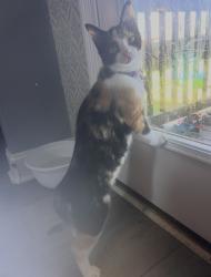 Lost Female Cat last seen Peachers mill, Allen Griffey, Clarksville, TN 37042