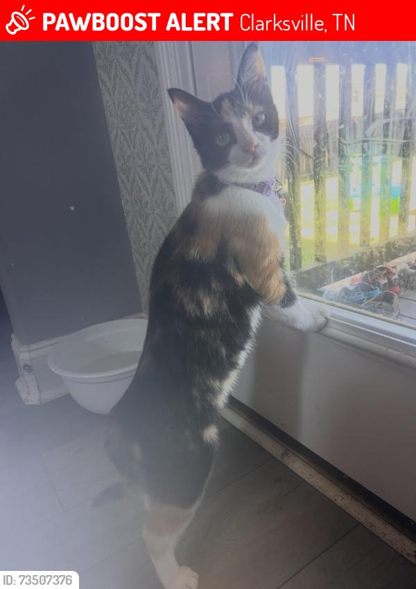 Lost Female Cat last seen Peachers mill, Allen Griffey, Clarksville, TN 37042