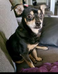 Found/Stray Male Dog last seen Near ave, Westminster, CO 80031