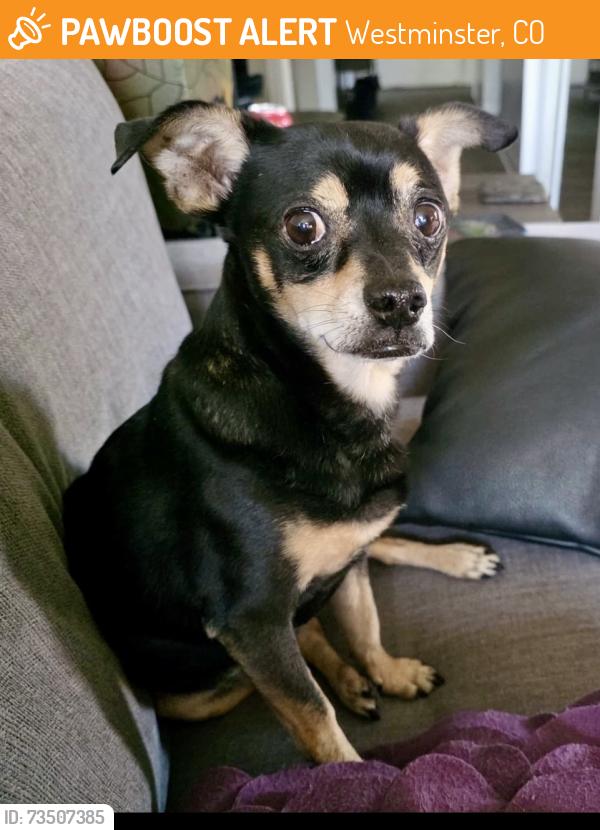 Found/Stray Male Dog last seen Near ave, Westminster, CO 80031