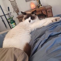 Lost Male Cat last seen Leota and Beverly, Carson City, NV 89706