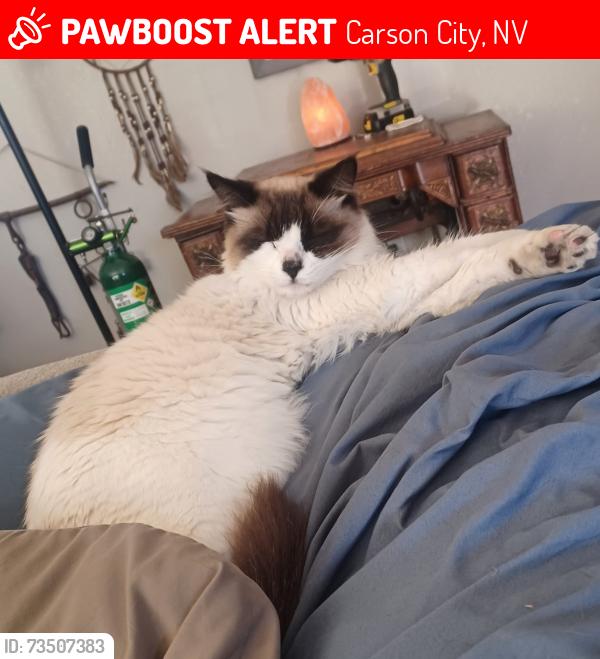 Lost Male Cat last seen Leota and Beverly, Carson City, NV 89706