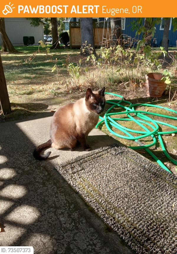 Found/Stray Unknown Cat last seen Sarte & Western, Eugene, OR 97401