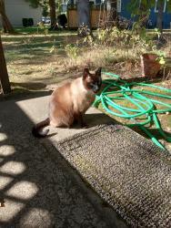 Found/Stray Unknown Cat last seen Sarte & Western, Eugene, OR 97401