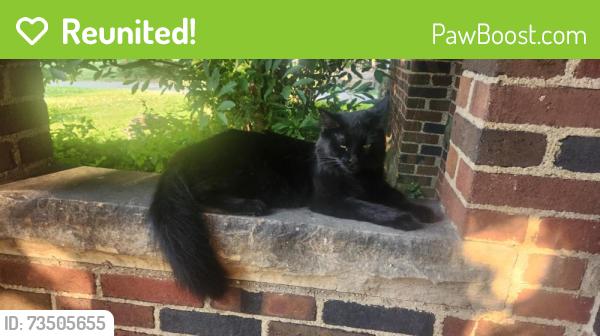 Reunited Female Cat last seen Winslow Road, Shaker Heights, OH 44122