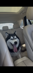 Found/Stray Unknown Dog last seen goldenrod, Orlando, FL 32829