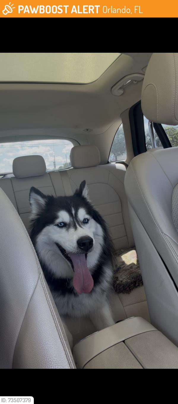 Found/Stray Unknown Dog last seen goldenrod, Orlando, FL 32829