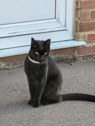 Reunited Male Cat last seen Barton le clay near parish council, Barton-le-Clay, England 