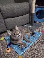 Reunited Male Cat last seen Near street 164 avenue, Edmonton, AB T5X 4P1