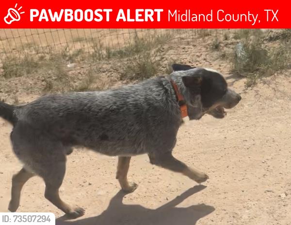 Lost Male Dog last seen SCR 160, Midland County, TX 79706