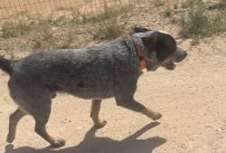 Lost Male Dog last seen SCR 160, Midland County, TX 79706