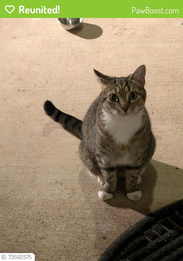 Reunited Female Cat last seen Sugarland Run Dr & Biscayne Pl, Sugarland Run, VA 20164