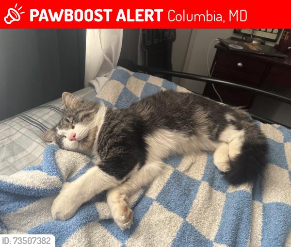 Lost Male Cat last seen Oakland Mills Rd, Carters Ln, Columbia, MD 21046