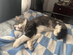 Lost Male Cat last seen Oakland Mills Rd, Carters Ln, Columbia, MD 21046