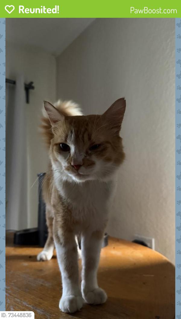 Reunited Male Cat last seen North wind circle and 158th, Sunrise, FL 33326
