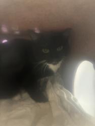 Shelter Stray Female Cat last seen Near N 4325 W, SALT LAKE CITY, UT, 84108, 511 W 3900 S, Salt Lake City, UT 84123, USA