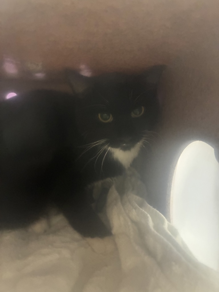 Shelter Stray Female Cat last seen Near N 4325 W, SALT LAKE CITY, UT, 84108, 511 W 3900 S, Salt Lake City, UT 84123, USA