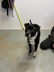 Shelter Stray Female Dog last seen Near E 800 S, SALT LAKE CITY, UT, 84111, 511 W 3900 S, Salt Lake City, UT 84123, USA