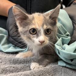 Shelter Stray Female Cat last seen S Francis Street, San Diego, CA, 92113, 5500 Gaines St, San Diego, CA 92110, USA