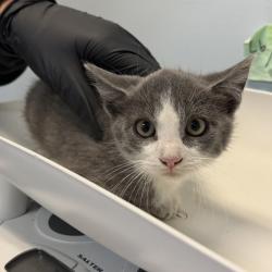 Shelter Stray Male Cat last seen S Francis Street, San Diego, CA, 92113, 5500 Gaines St, San Diego, CA 92110, USA