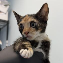 Shelter Stray Female Cat last seen S Francis Street, San Diego, CA, 92113, 5500 Gaines St, San Diego, CA 92110, USA