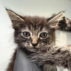 Shelter Stray Female Cat last seen Near 41st Street, San Diego, CA, 92105, 5500 Gaines St, San Diego, CA 92110, USA