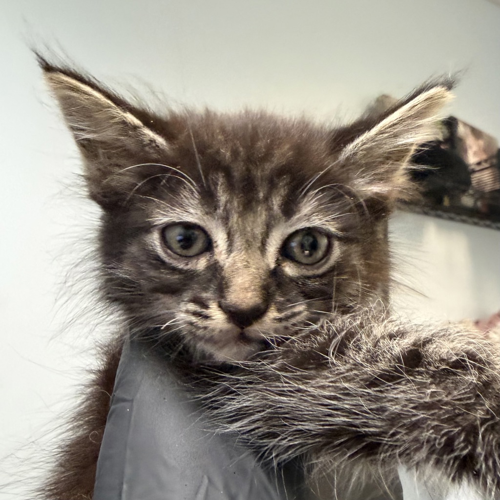 Shelter Stray Female Cat last seen Near 41st Street, San Diego, CA, 92105, 5500 Gaines St, San Diego, CA 92110, USA