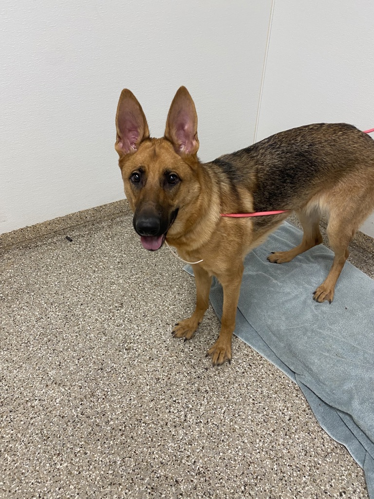 Shelter Stray Female Dog last seen E 35th St & T St, VANCOUVER, WA, 98663, 1100 NE 192nd Ave, Vancouver, WA 98684, USA